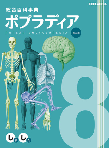 しましん